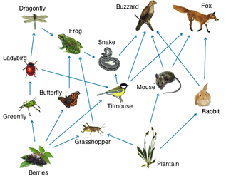 What is a food web? - What are Food Webs?